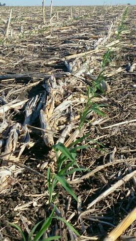 Wheatman01's tweet image. Reasonable strike in the experimental #sorghum plant. Moisture down 3" in row, &amp;gt;5" between row. #agchatoz #dryingout