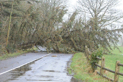 SouthernStarIRL's tweet photo. Take great care when driving in West Cork this morning. Weather extremely rough. Tree down at Ballyhilty, Skibb. http://t.co/olZknlvcUs