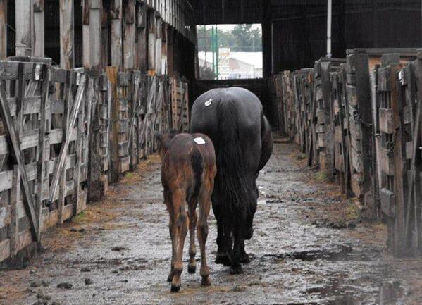 Horse_Rescue tweet picture