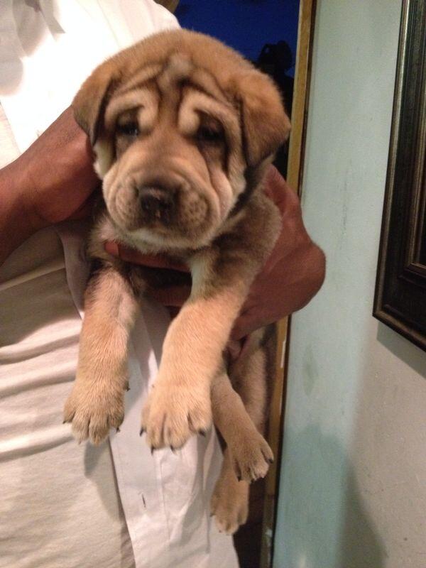louwlife's tweet photo. Familys new addition http://t.co/LdXCvIHj7m