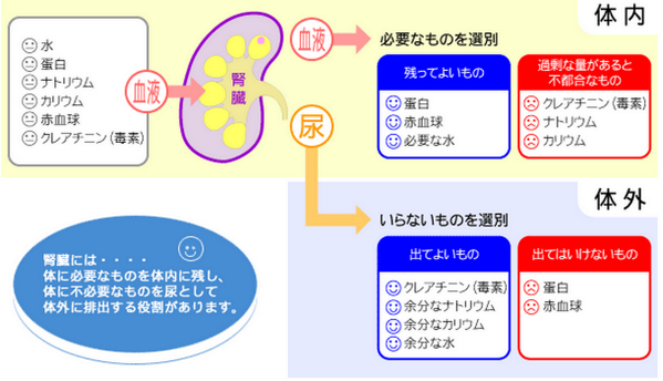 ゴロ 解剖生理イラスト على تويتر 腎臓の働き 必要なものといらないもの T Co 2p59gz1alr