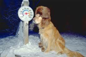 AnaRowling1's tweet photo. Your best friend deserves better. Keep them inside! @peta @Naughty_Dog @DogsTrust @pets @PETAUK @ISF_PerthWA http://t.co/PBIPXmKLQV