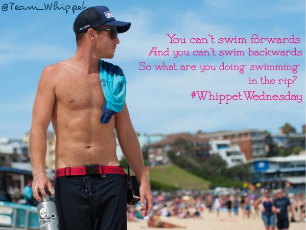 Team_Whippet's tweet image. #WhippetWednesday