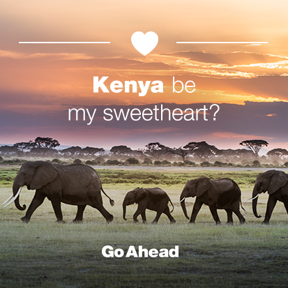 a group of elephants walking in a field