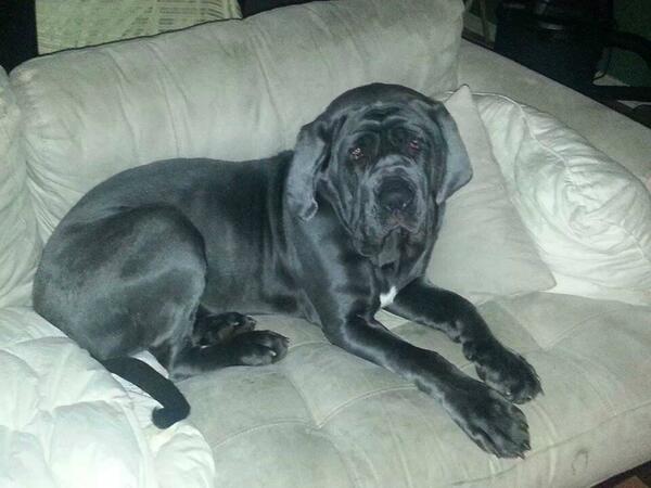 Valleymastiff's tweet photo. Meet Luna! She is the newest member of the Valley Mastiff Rescue Family :) http://t.co/wQrYzUJ56r