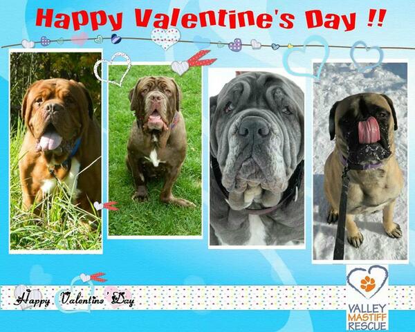 Valleymastiff's tweet photo. Happy Valentine's Day from Valley Mastiff Rescue @Valleymastiff <3 http://t.co/qXEN6yrU70