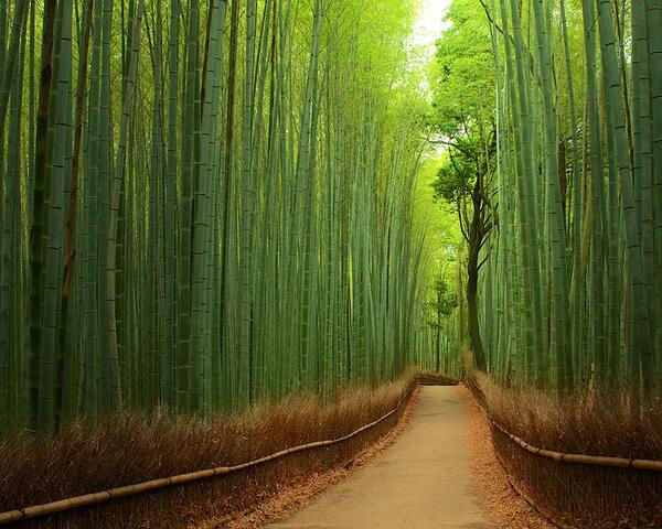 BambooMassagens's tweet photo. Bamboo Massagens - O seu corpo merece!
· equilíbrio · saúde · bem-estar ·

#massagem #relax #anápolis #goiás http://t.co/qLkuUKSRT7