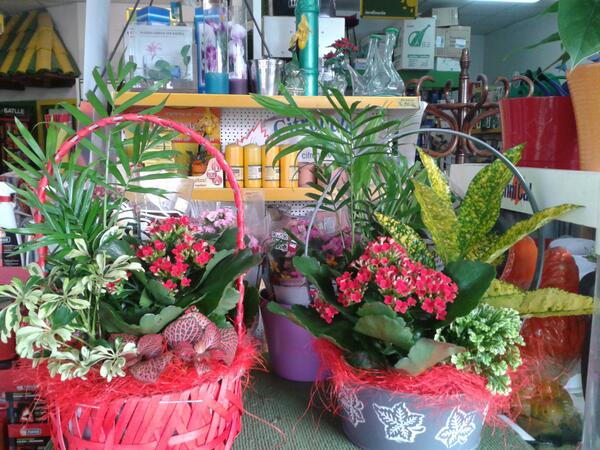 AgroshopCuellar's tweet photo. Bonita cestas de plantas para regalar por San Valentin. ¡¡¡ Acabamos de recibirlas¡¡¡. http://t.co/CGrJ2GylSx