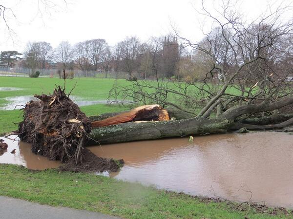herefordtimes's tweet photo. A tree has fallen down on the King George V playing fields in Hereford. Picture by Mel Godfrey. http://t.co/t4RYyCbdbZ