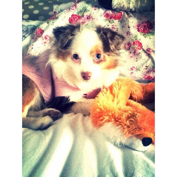 FranBabyyx's tweet photo. My new baby 😍🐶 http://t.co/gz3Svzi3Df