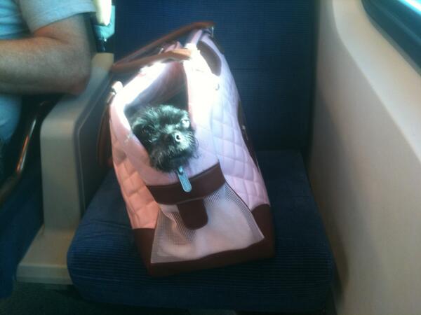 msrberman's tweet image. @mrsctclark check out Baxter riding the GO train #brocktechies #techblast