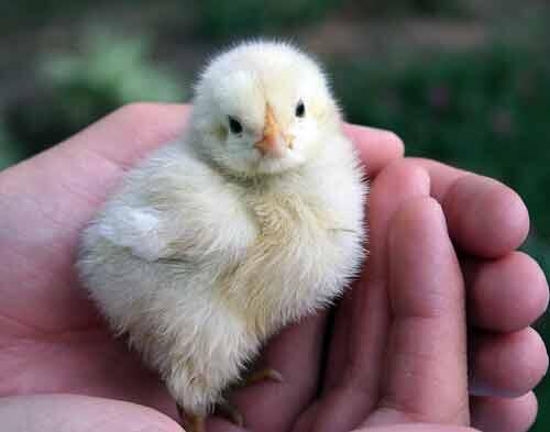 NRHandbags's tweet photo. Most adorable creature with the worst life ever! 
http://t.co/8KvaZQJgRs http://t.co/9jQPMGZCGZ