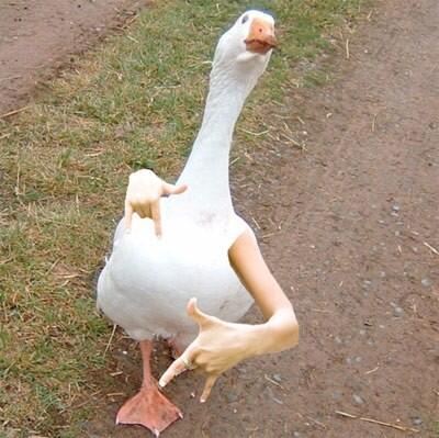 birdarms tweet picture