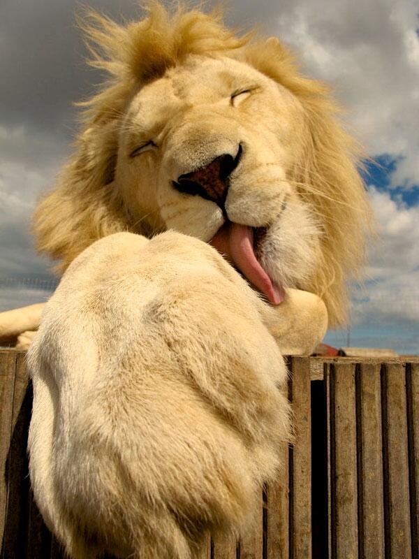 _LiliSimmons's tweet photo. “@SWildlifepics: Just A Big Cat http://t.co/gplduJIZcn” my new boyfriend