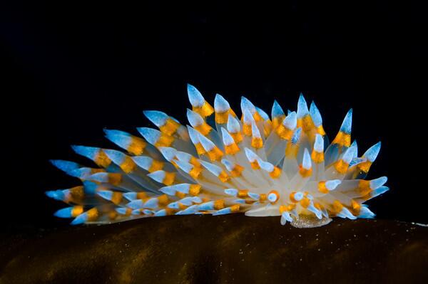 picsoftheocean's tweet photo. The Janolus Sea Slug http://t.co/y0UTl6VaOt