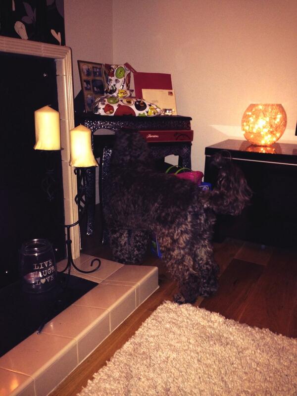 RubyCockapoo's tweet image. It's daddy's birthday tomorrow and his presents look good..... @ThomasCraven1