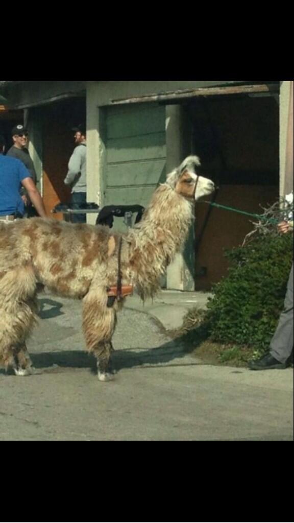 Benjamin_Snell's tweet image. That dude don't know who he's messing with, that alpaca's alpackin'.