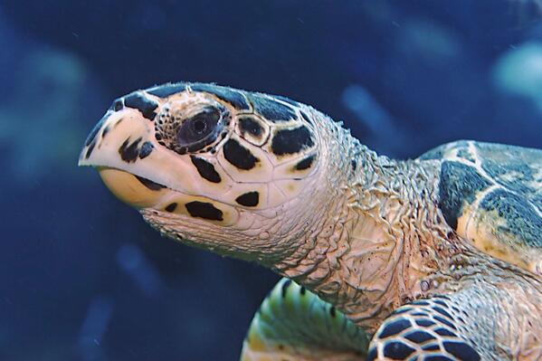 iLTurtlesDaily tweet picture