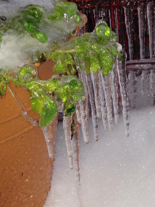 SCtennis's tweet photo. Pansy icicles! http://t.co/rKPfDVtATY