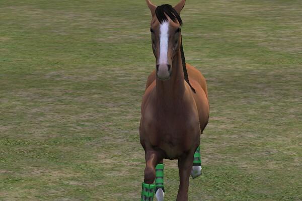 soccerdoesrock's tweet photo. Check out my photo! Add me, soccerloverqueen. #MyHorse  http://t.co/lf5iqw1EIG http://t.co/FqmQyfVb1M