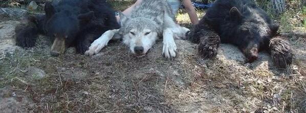 DustinBeaucham3's tweet image. #TweetYourDreamHunt #2Bears #1Wolf @OutdoorObsessor