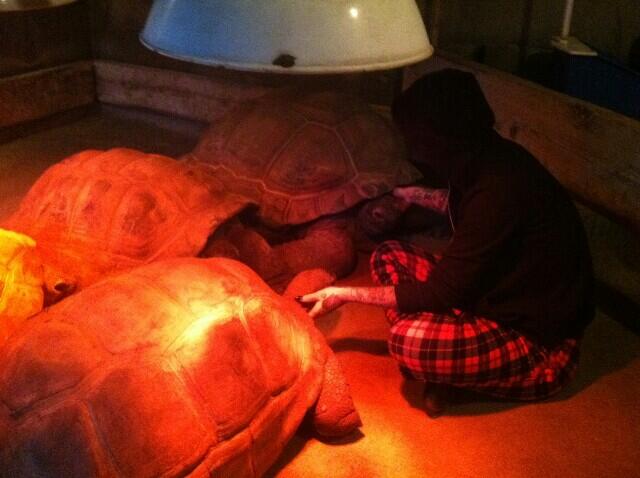 Oh, ya know, just pettin some tortoises... http://t.co/uWyfy6y85c