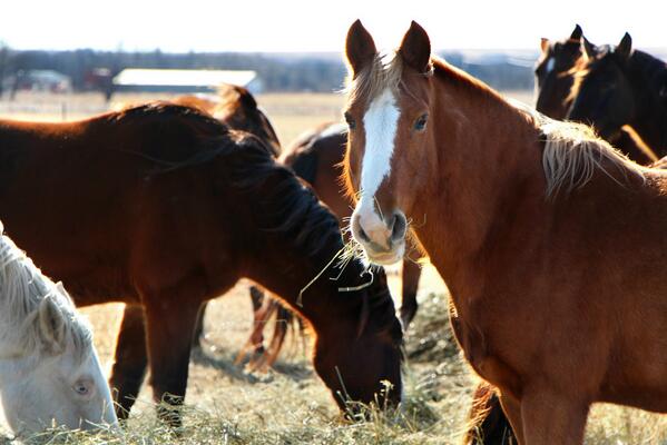 buhga's tweet photo. The Wild Horses Of The Flint Hills http://t.co/oiWtr8nW9U via @kmuw http://t.co/bF3Lh9y5IK