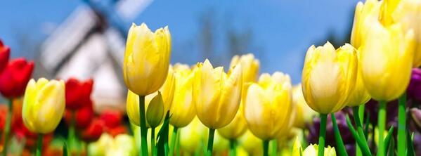 Keukenhof tweet media