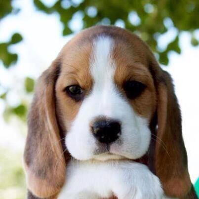 CuteDogs8 tweet picture