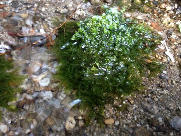かれっくす 渓流の水中に生えるフジウロコゴケ Http T Co 1hkpetxt74