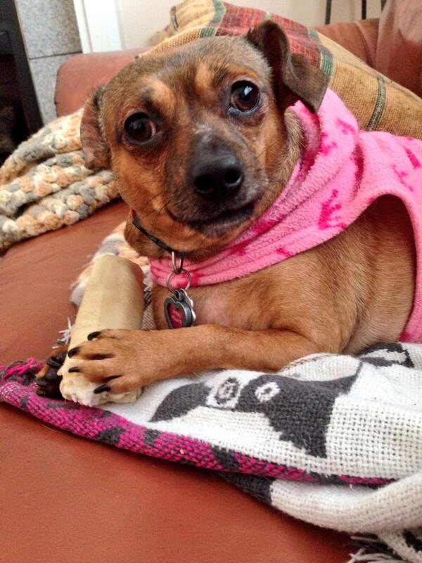 kimdmillerm's tweet image. The look you get when you "ask" wanna go outside? .. in 8 inches of snow #dogsrule