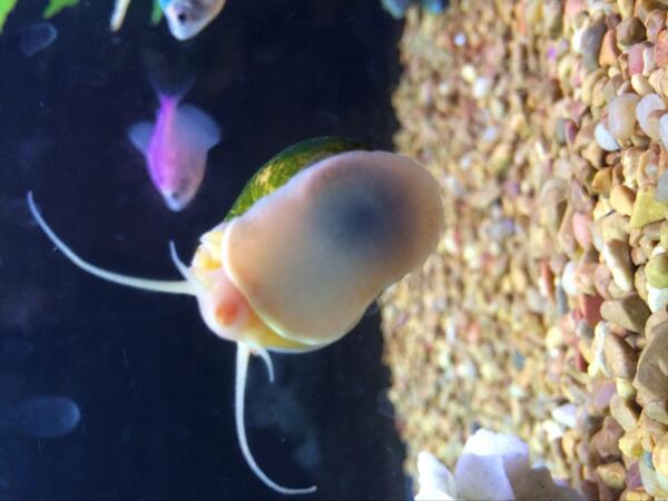 RealFishTanks's tweet photo. http://t.co/GNn8Ynib9i