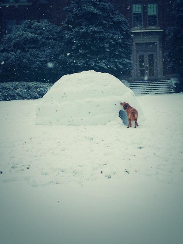 We see you DO TLs #igloo #sNOwday