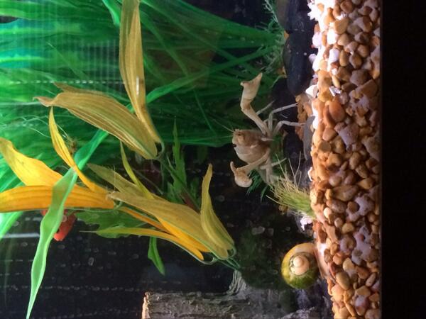 RealFishTanks's tweet photo. King of the underwater aquarium http://t.co/6IQ9ZbJQIQ