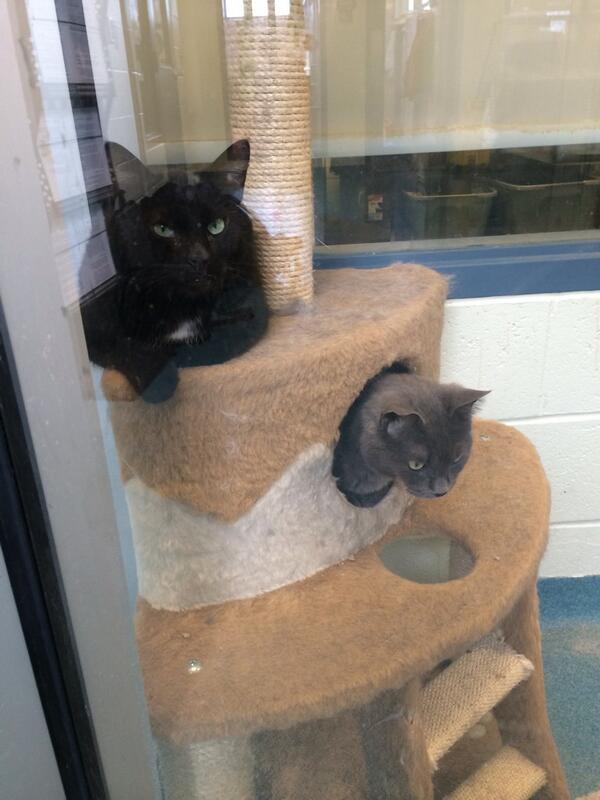 N2theTalkingCat's tweet photo. Cats I met yesterday at the @kwhumane http://t.co/DjYqDxkTDO
