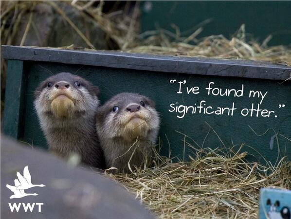 Last minute Valentine’s gift? Adopt an otter now to get an instant downloadable certificate! adoption.wwt.org.uk/adopt/otter