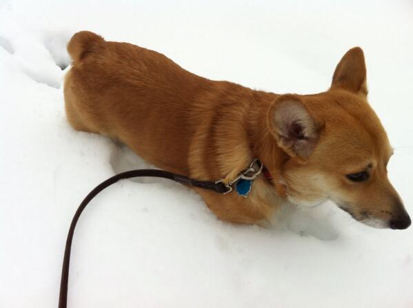 JimWBALTraffic's tweet image. Oh hey guys, this is problematic @ldrabick #corgiproblems #snoWBAL