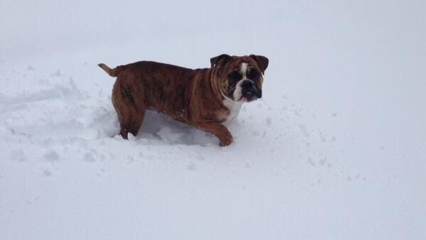 SheenaShenaeS's tweet photo. Fatty doesn't know what to think 🐶 http://t.co/U0my6jreHd