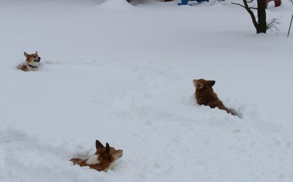 lorahk3's tweet photo. Corgi Olympics @patcollins4 http://t.co/XGS2gNefUU