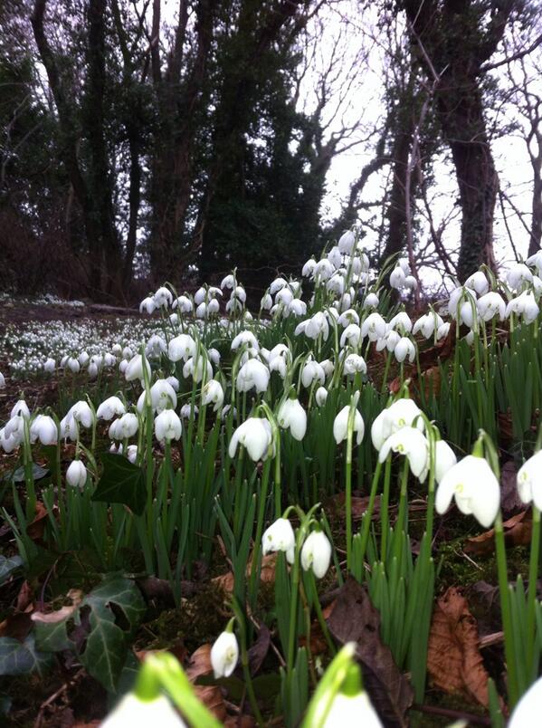 OWLprojectEd's tweet image. Snowdrops at craigmillar castle park!  Spring's a comin!