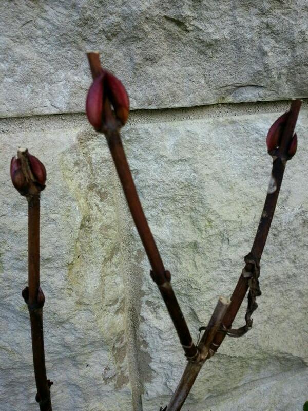 mksboxofrain's tweet image. Once your hydrangea buds have started to swell its safe to deadhead and prune. #Springpruning