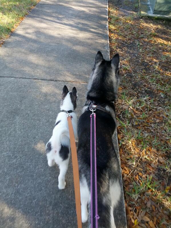 Future of the Iditarod!!