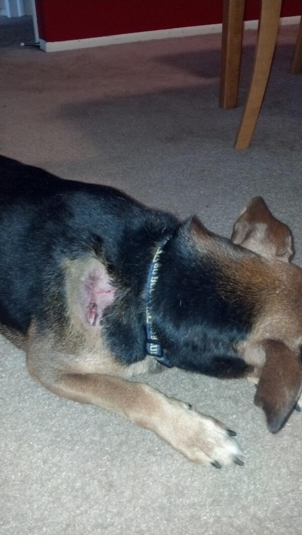 SamQuez1's tweet photo. Yay! Little Bailey Roo is back from the hospital and resting:) #drugged http://t.co/JEyVCmXNQo