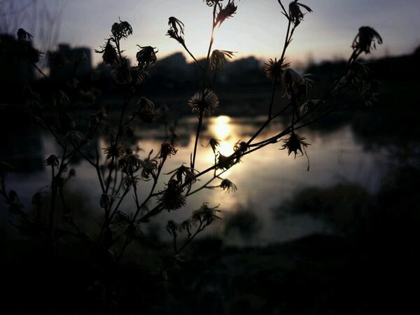 damisol20's tweet photo. 휘영청 달밤 뒤를 따라든 오늘의 아침은 이러하다네... http://t.co/ACDEb23zol