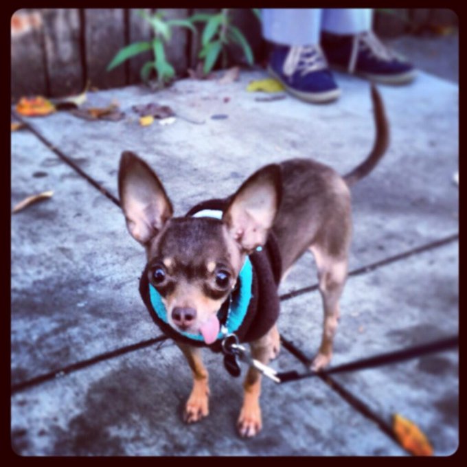 Saw the most derptastic dog today. <3 http://t.co/WT49wrDB7u<a href="/tag/studyslut"class="tags"><span>#studyslut</span></a>