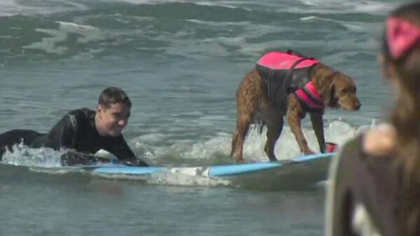 abc7newsbayarea's tweet photo. A teen battling cancer got to realize his dream of hitting the waves with a surfing dog. http://t.co/1d4u895dA1 http://t.co/XMu8EpWt5Q