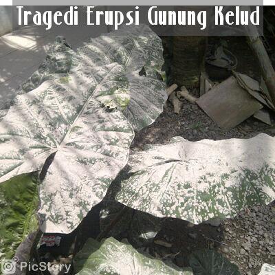 Liat kebunku penuh dengan abu