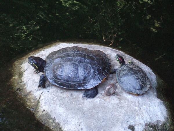 TheSliderBros's tweet image. This isn't us. These are two of the #turtles in the Sleeping Beauty Castle moat at @Disneyland. Mom took the picture.