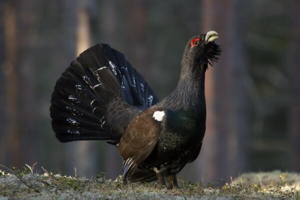 Inatur's tweet photo. Tjäderspel i Bergslagen – Naturens Bästa   Upplev tjäderspel tillsammans med Wildsweden.

http://t.co/n28EeR0sJi http://t.co/XbguhxPqnb