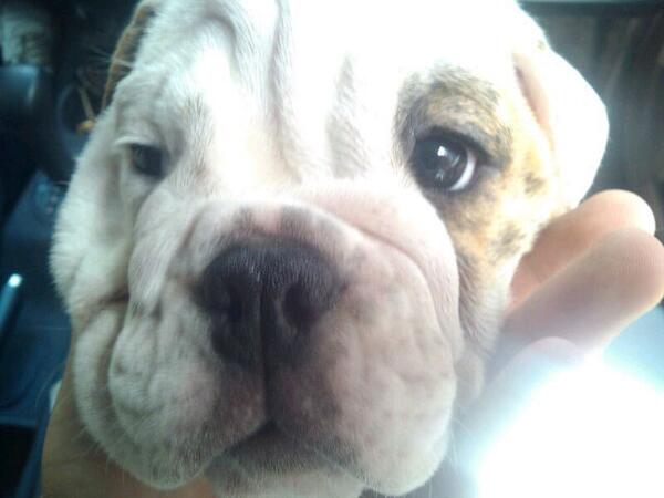 ttronkks's tweet photo. Les presento a la gordita @FacuAbarza @luucilacortez @florroddriguez @rochilacayo @macaoriolo http://t.co/SP6m1cDN2C